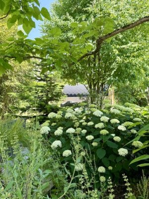 Bild von einem Garten, in dem Hortensien blühen