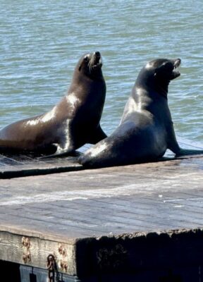 Zwei Seelöwen in San Francisco am Pier 33